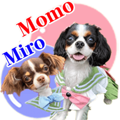 キャバリアモモちゃんとチワワのミロくん