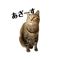 動く!!キジトラ猫のニケ