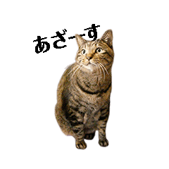 動く キジトラ猫のニケ Line スタンプ Line Store