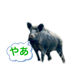 野鳥の森守護神の矛