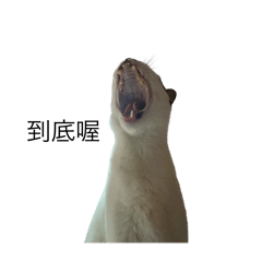 來自胖醜貓的挑釁～～