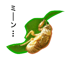 vegetable/insect