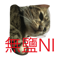 swag 廢