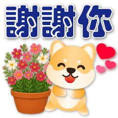 可愛柴犬❤️實用問候❤️