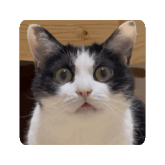 動く猫のうしとらスタンプ