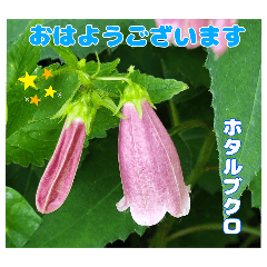 7月のお花を添えて日常のご挨拶