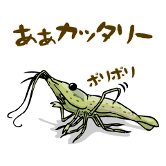 Japanese Swamp Shrimp 2