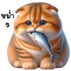 Orange tabby cat, chubby and taut