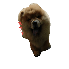Chow Chow one