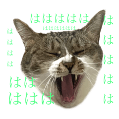 猫のうしとらスタンプッ