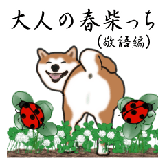 Adult Spring Shiba Inu