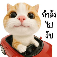 แมวส้มขี้อ้อนน่าร้าก