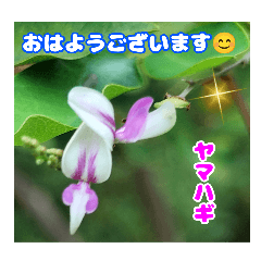 7月の山野草のお花を添えて、日常のご挨拶