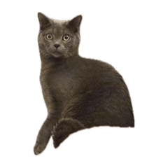 卡泥狠精選表情包