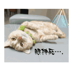 貓貓的自言自語