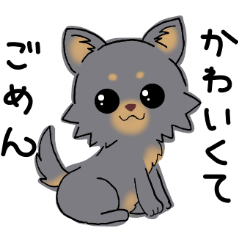 Anyway! cute puppy black!