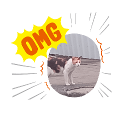 real cute Tricolor cat v.1