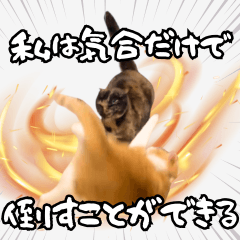 みそこぶ劇場：うちの猫