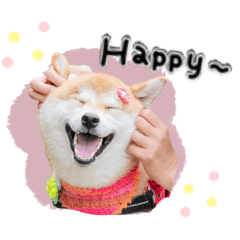 suzu_shibainu