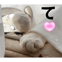 わがままできゅーとなねこちゃん