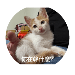 阿虎生活日常貼圖