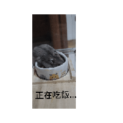 胖胖鼠餅