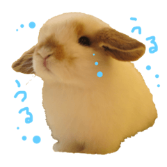 rabbit is cute! He's"Tonorin"Part2!