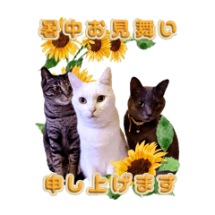 monroe_20250705195152