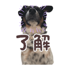 のびのびワンワン