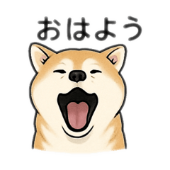 shiba_seira