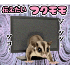 Sugar glider wants to convey his feeling