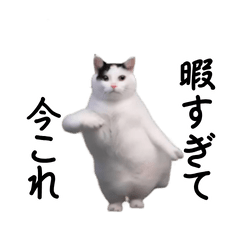 動く!今これ猫ミーム!
