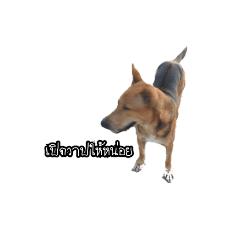 Saddle Dog