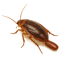 nasty insects