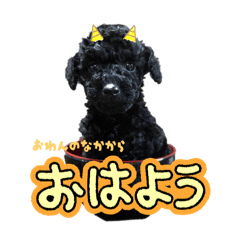 Lovely dogs for daily