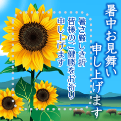 【書き込める　暑中見舞い　夏　サマー】