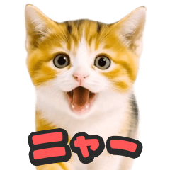 飛び出す★リアル猫