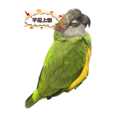 塞內加爾之阿寶