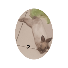 糰子的日常生活3