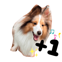 威士忌不是酒，是喜樂蒂牧羊犬