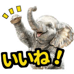 リアル象ミーム3