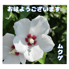 7月のお花で、日々のご挨拶