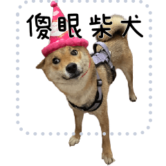柴犬哈密瓜日常