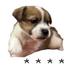 Aki_范爾羅特爵士_2月大