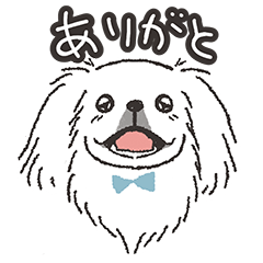 HAKU Pekingese