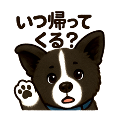 Akita dog _Rai kun