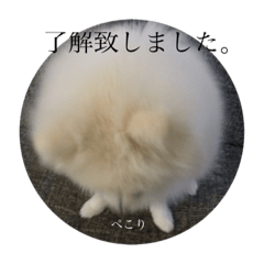 pomapoo chachamaru.pomeranian watage