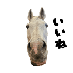 カナキャンの馬たち