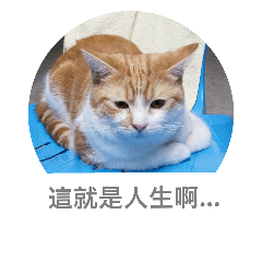 米克斯貓—拿鐵