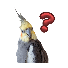 ノーマル☆オカメインコ百面相